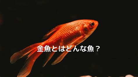 金色 魚|金魚とはどんな魚？特徴や種類、寿命、価格を紹介！。